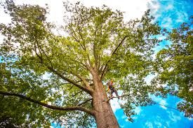 Best Commercial Tree Removal  in Erma, NJ